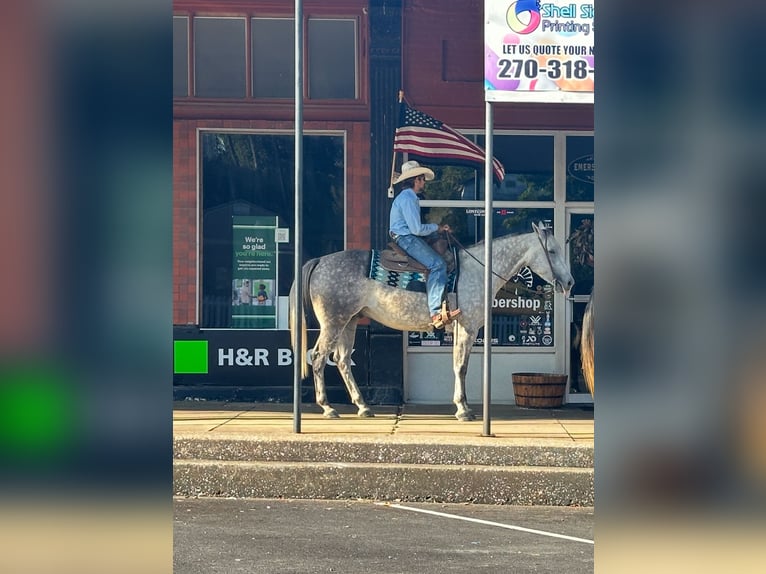 American Quarter Horse Gelding 8 years 15,3 hh Grey in Henderson