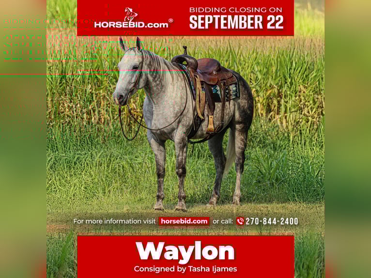 American Quarter Horse Gelding 8 years 15,3 hh Grey in Henderson