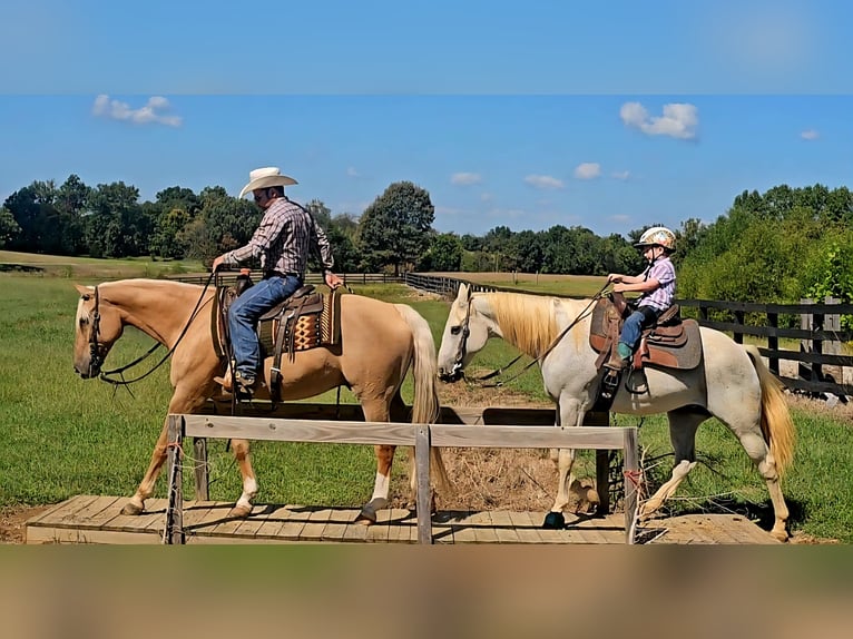 American Quarter Horse Gelding 8 years 15,3 hh Palomino in Robards