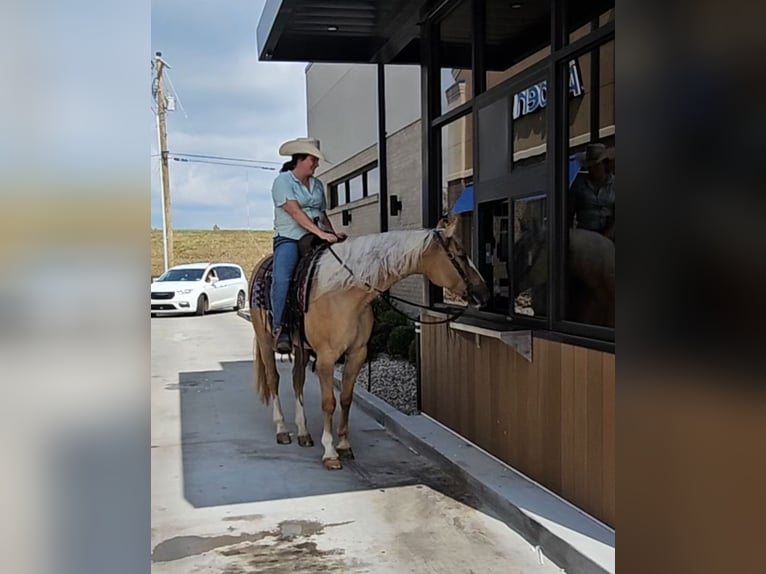 American Quarter Horse Gelding 8 years 15,3 hh Palomino in Robards