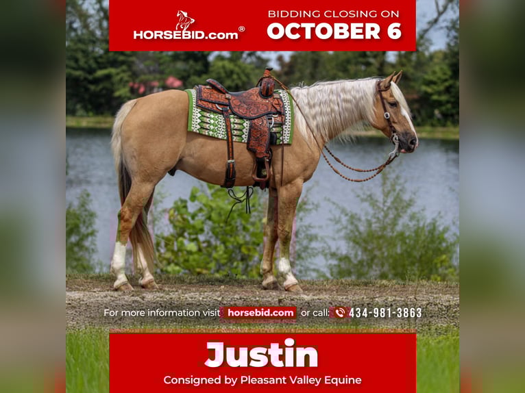 American Quarter Horse Gelding 8 years 15,3 hh Palomino in Robards