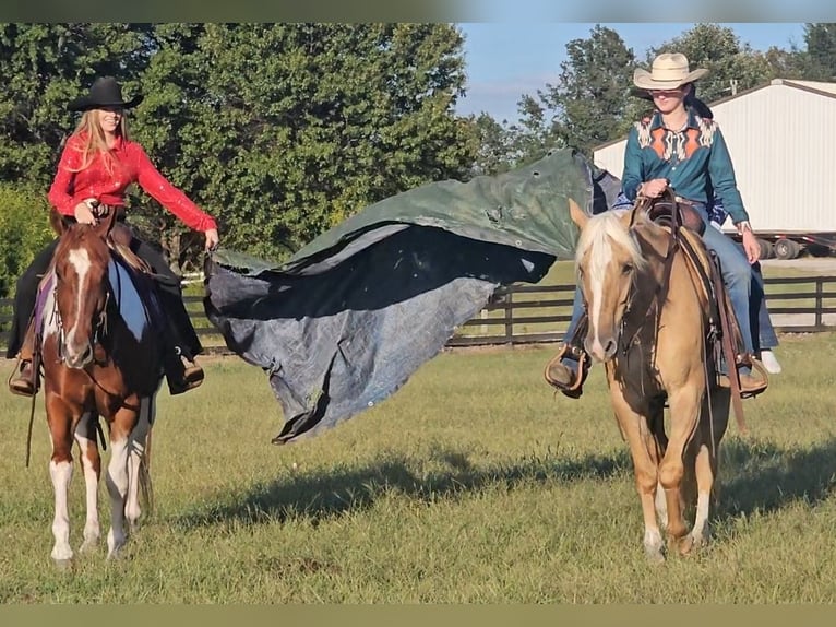 American Quarter Horse Gelding 8 years 15,3 hh Palomino in Robards