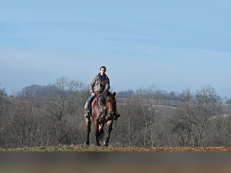 American Quarter Horse Mix Gelding 8 years 15,3 hh Roan-Red in Millersburg
