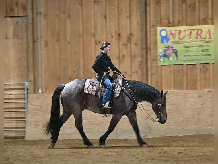 American Quarter Horse Mix Gelding 8 years 15,3 hh Roan-Red in Millersburg