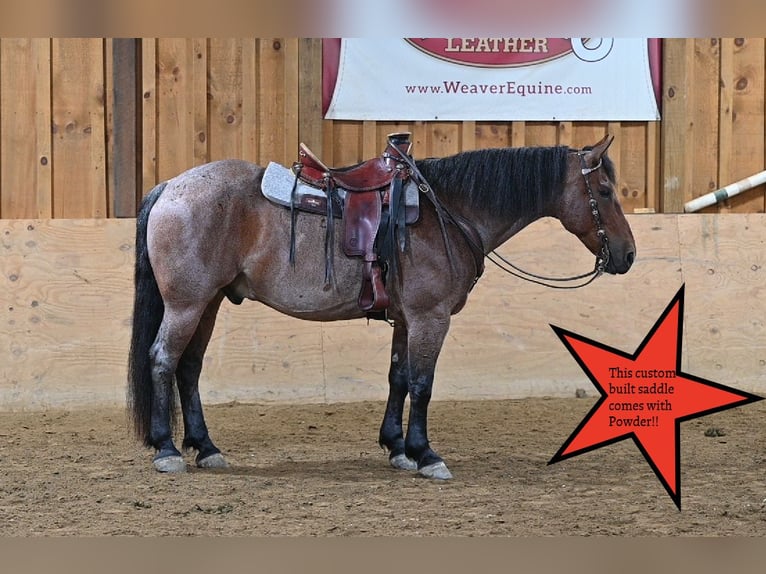 American Quarter Horse Mix Gelding 8 years 15,3 hh Roan-Red in Millersburg
