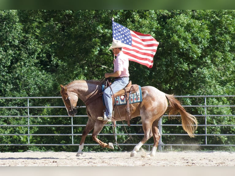 American Quarter Horse Gelding 8 years 15,3 hh Roan-Red in PUrdy MO