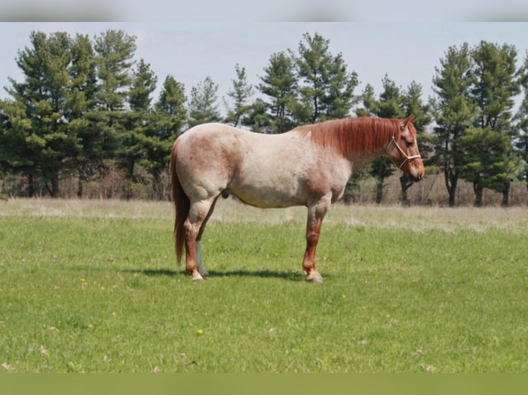 American Quarter Horse Gelding 8 years 15,3 hh Roan-Red in walkerton IN
