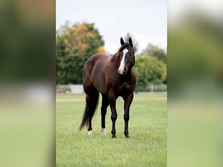 American Quarter Horse Gelding 8 years 16.1 hh Black in Lisbon IA
