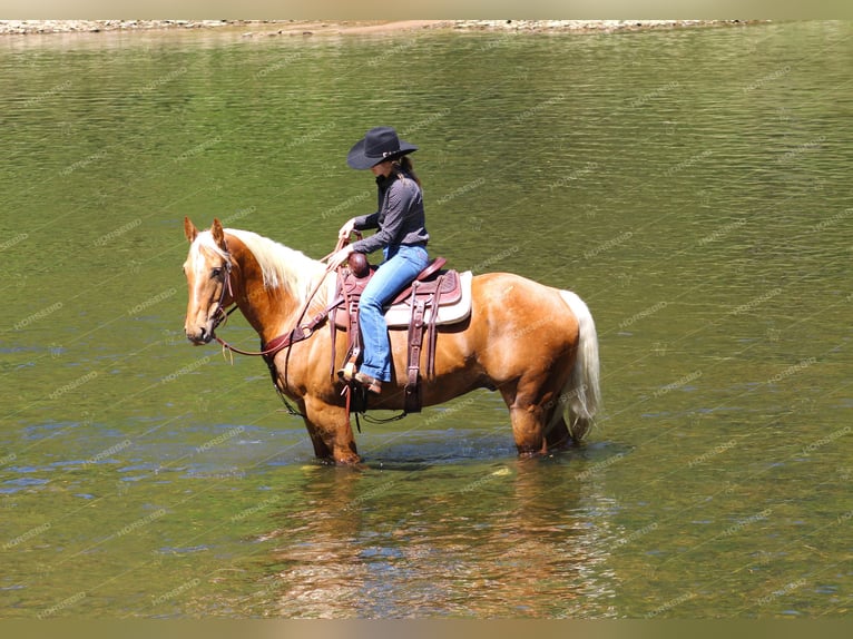 American Quarter Horse Gelding 8 years 16,1 hh Palomino in Clarion