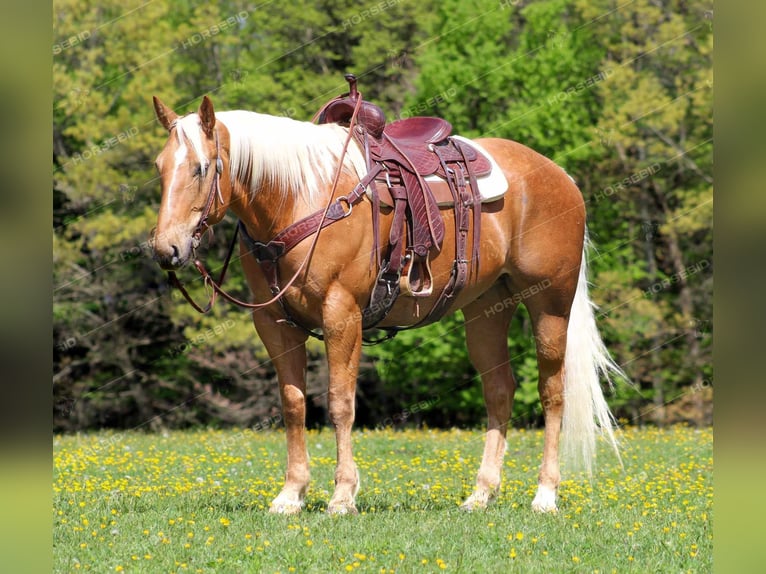 American Quarter Horse Gelding 8 years 16,1 hh Palomino in Clarion