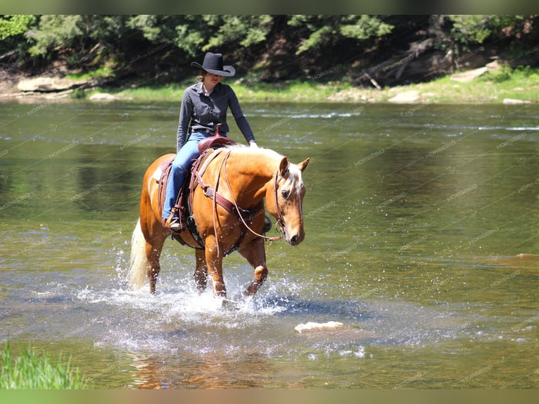 American Quarter Horse Gelding 8 years 16,1 hh Palomino in Clarion