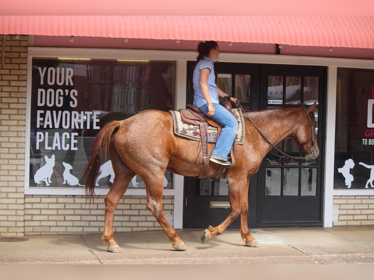 American Quarter Horse Gelding 8 years 16,1 hh Roan-Red in Rusk TX