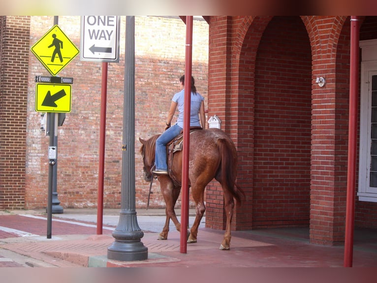 American Quarter Horse Gelding 8 years 16,1 hh Roan-Red in Rusk TX