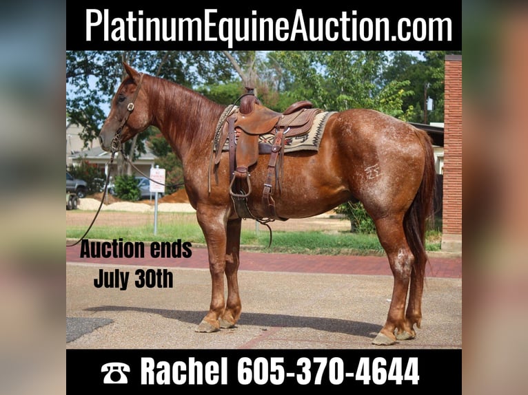 American Quarter Horse Gelding 8 years 16,1 hh Roan-Red in Rusk TX