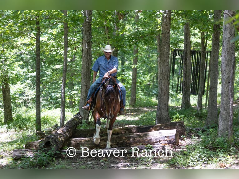 American Quarter Horse Gelding 8 years 16,2 hh Tobiano-all-colors in MOuntain Grove MO