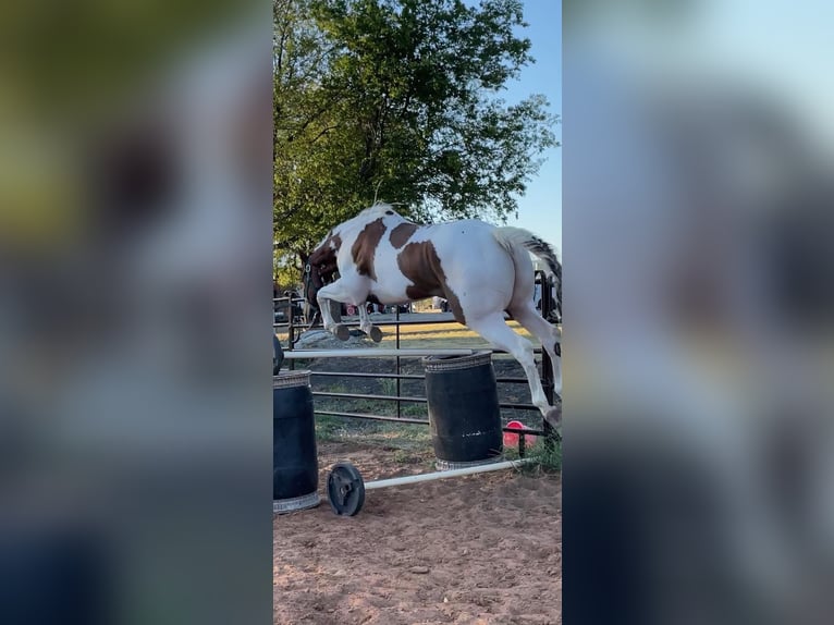 American Quarter Horse Gelding 8 years 16,2 hh Tobiano-all-colors in Whitewright TX