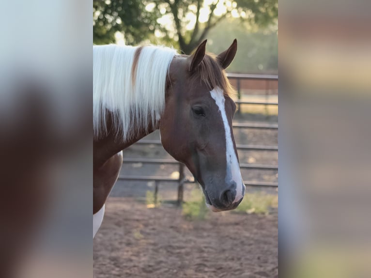 American Quarter Horse Gelding 8 years 16,2 hh Tobiano-all-colors in Whitewright TX