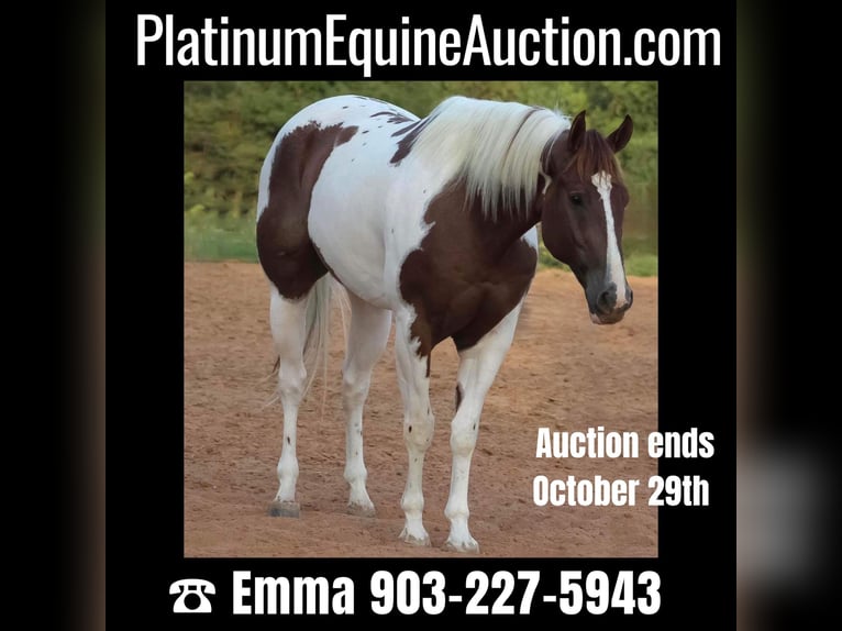 American Quarter Horse Gelding 8 years 16,2 hh Tobiano-all-colors in Whitewright TX