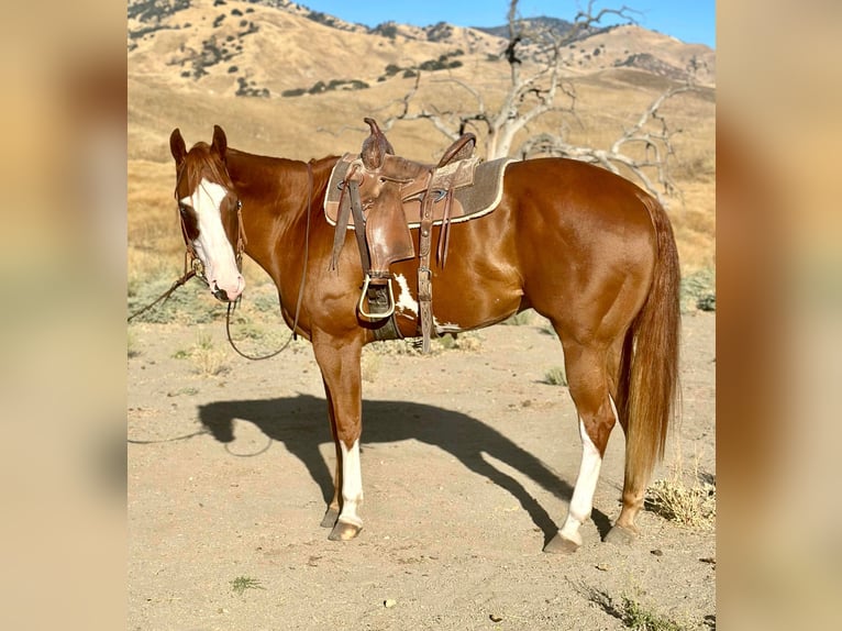 American Quarter Horse Gelding 8 years 16,3 hh Overo-all-colors in Bitterwater CA