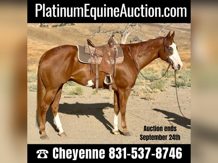 American Quarter Horse Gelding 8 years 16,3 hh Overo-all-colors in Bitterwater CA