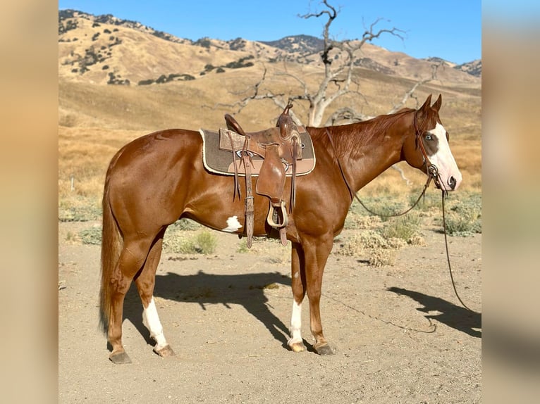 American Quarter Horse Gelding 8 years 16,3 hh Overo-all-colors in Bitterwater CA