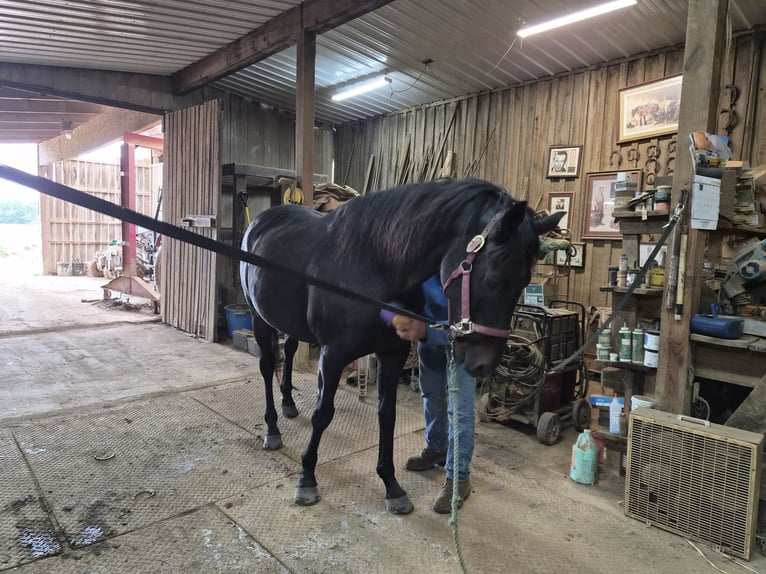 American Quarter Horse Mix Gelding 8 years 16 hh Bay-Dark in Apolloapollo