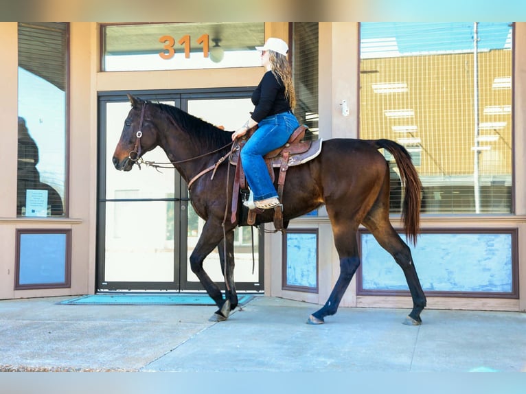 American Quarter Horse Mix Gelding 8 years 16 hh Bay-Dark in Paola