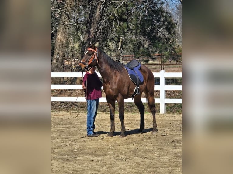 American Quarter Horse Mix Gelding 8 years 16 hh Bay-Dark in Paola