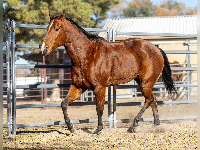 American Quarter Horse Gelding 8 years 16 hh Bay in Riverton