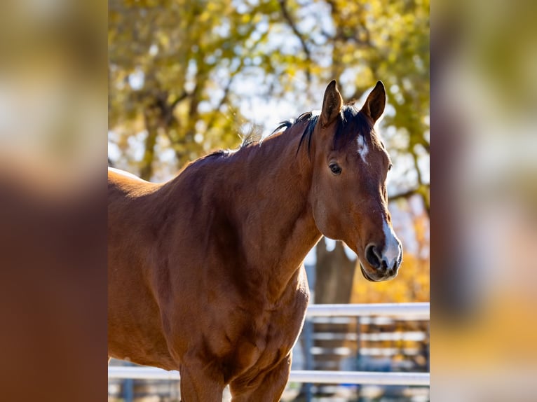 American Quarter Horse Gelding 8 years 16 hh Bay in Riverton