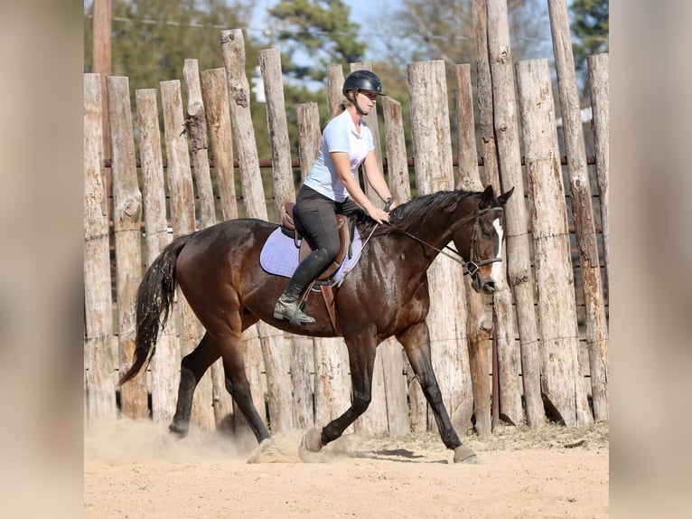 American Quarter Horse Mix Gelding 8 years 16 hh Bay in Athens