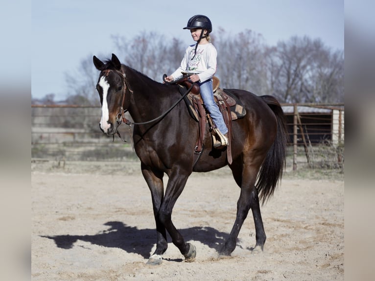 American Quarter Horse Mix Gelding 8 years 16 hh Bay in Athens