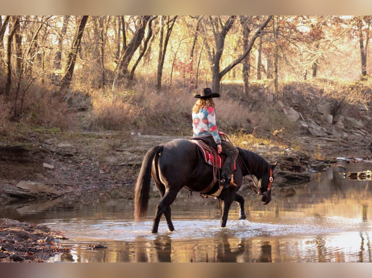 American Quarter Horse Gelding 8 years 16 hh Black in Baxter Springs