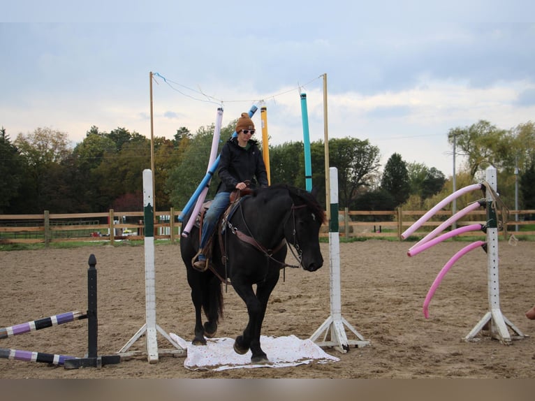 American Quarter Horse Gelding 8 years 16 hh Black in Howell MI