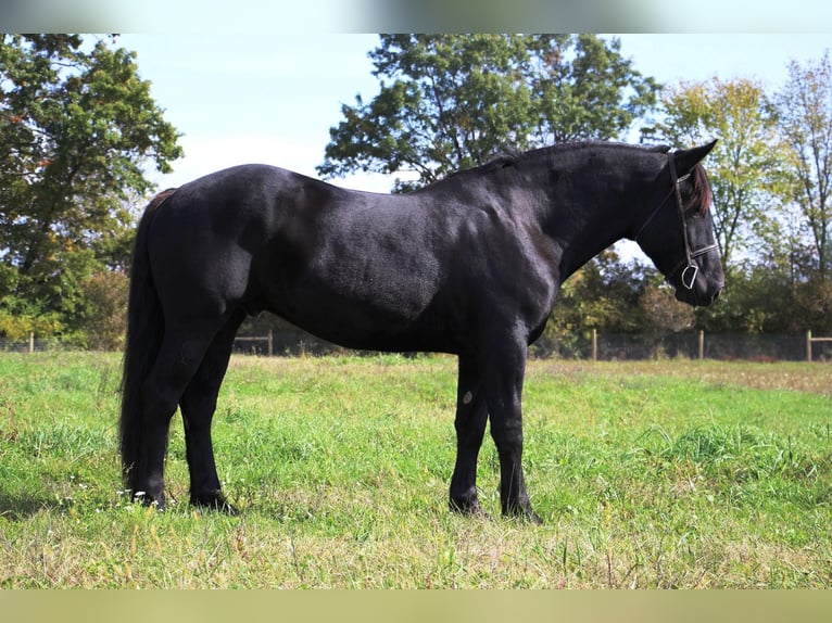 American Quarter Horse Gelding 8 years 16 hh Black in Howell MI