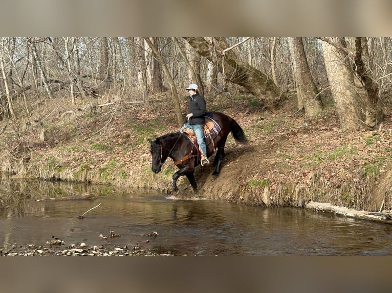 American Quarter Horse Gelding 8 years 16 hh Black in Thopkinsville, KY