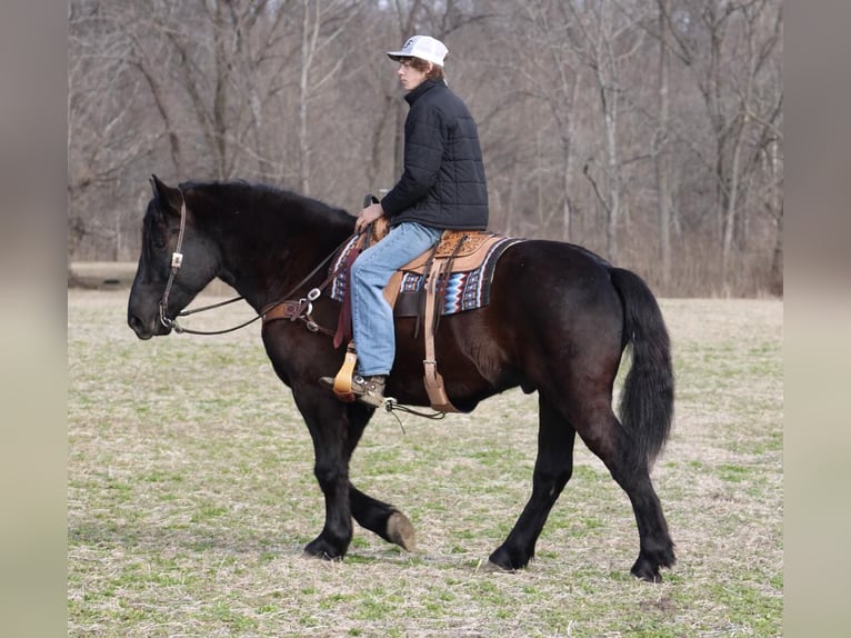 American Quarter Horse Gelding 8 years 16 hh Black in Thopkinsville, KY