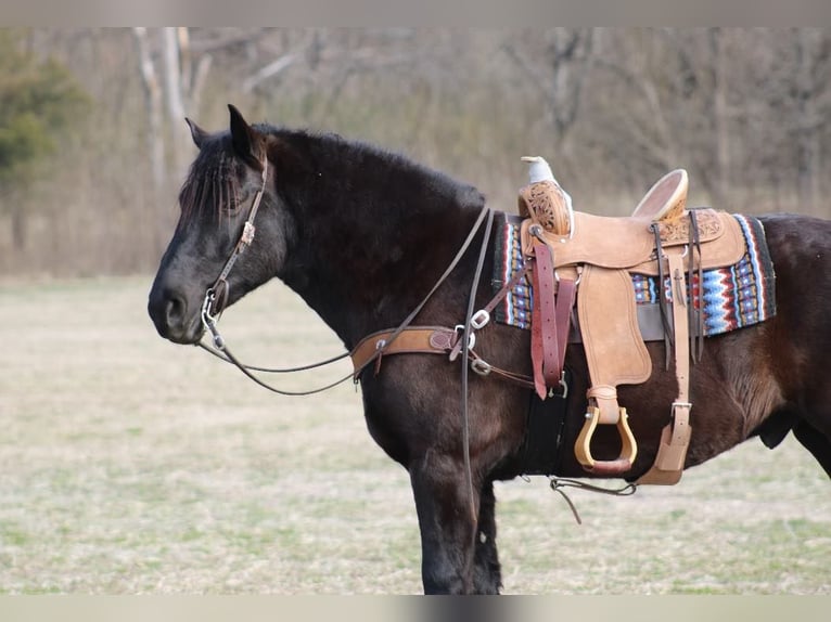 American Quarter Horse Gelding 8 years 16 hh Black in Thopkinsville, KY