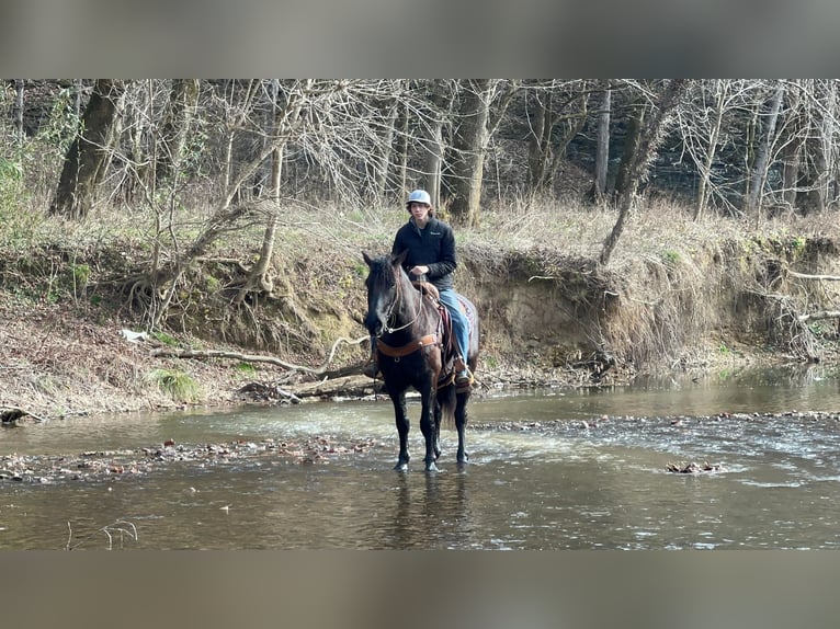 American Quarter Horse Gelding 8 years 16 hh Black in Thopkinsville, KY