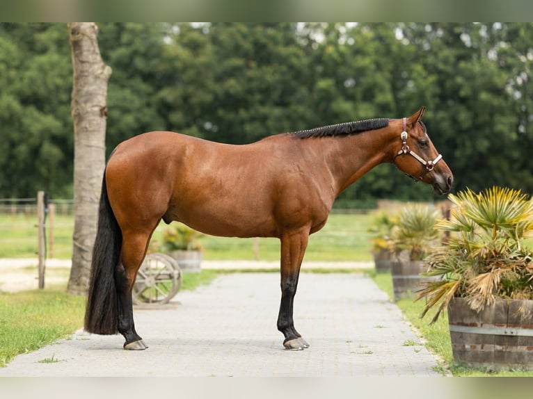 American Quarter Horse Gelding 8 years 16 hh Brown in Uedem