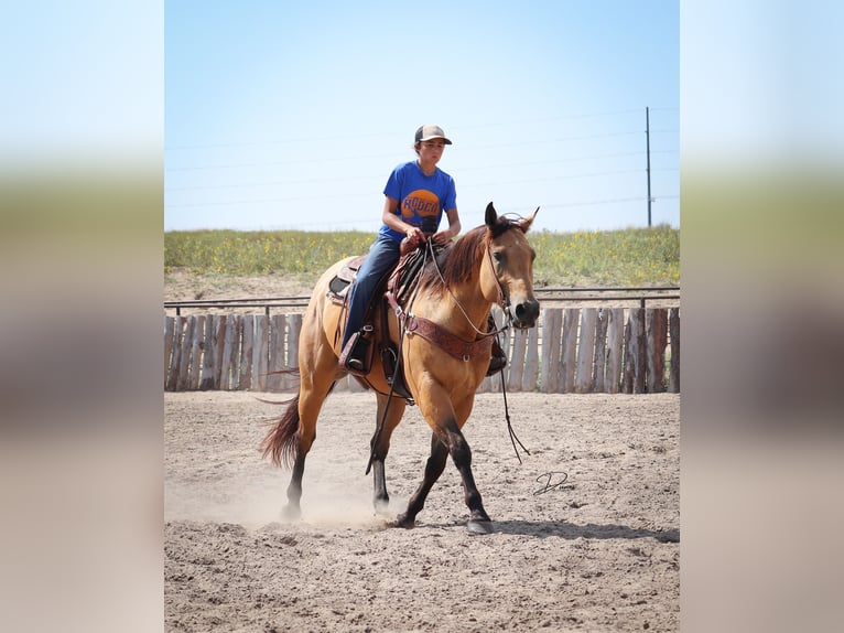 American Quarter Horse Gelding 8 years 16 hh Buckskin in Thedford, NE