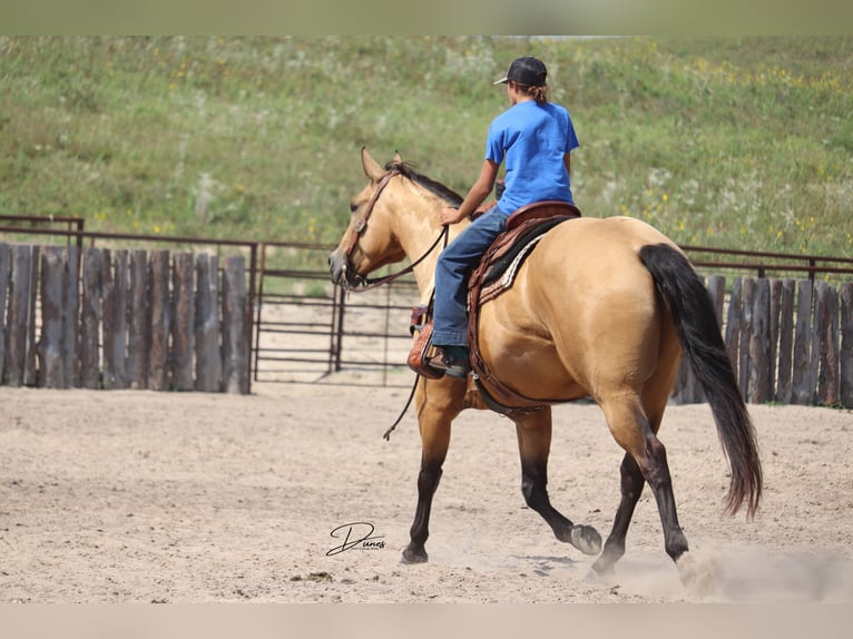 American Quarter Horse Gelding 8 years 16 hh Buckskin in Thedford, NE