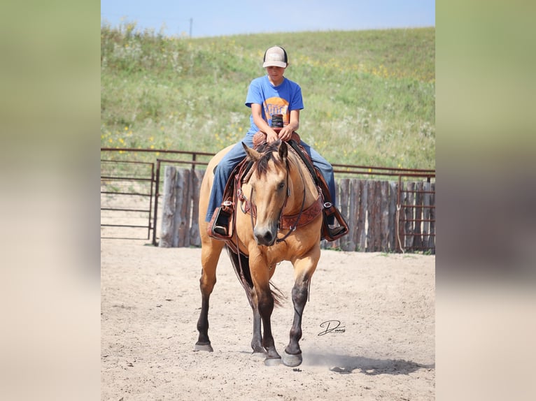 American Quarter Horse Gelding 8 years 16 hh Buckskin in Thedford, NE