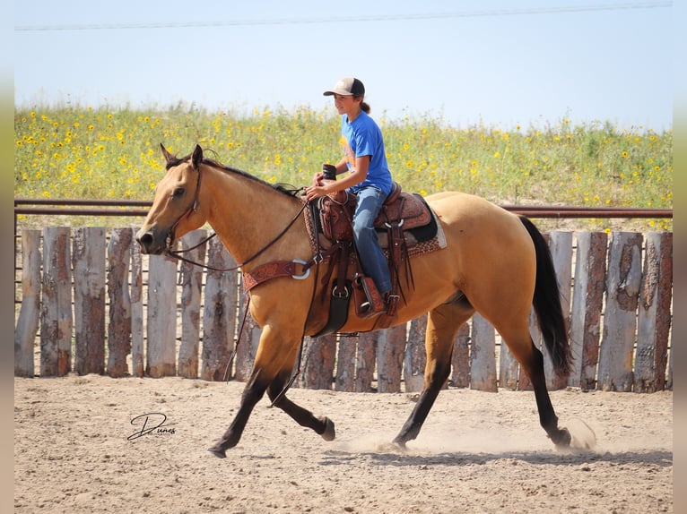 American Quarter Horse Gelding 8 years 16 hh Buckskin in Thedford, NE