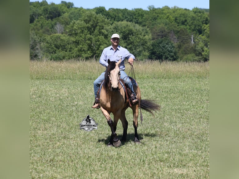 American Quarter Horse Gelding 8 years 16 hh Buckskin in Mount Vernon