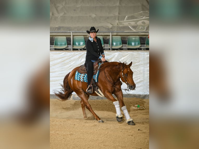 American Quarter Horse Gelding 8 years 16 hh Chestnut-Red in Rankweil