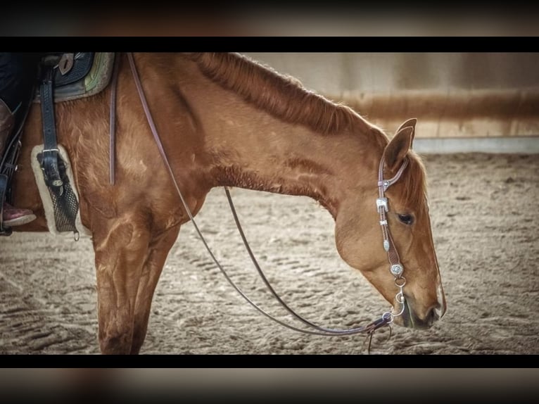 American Quarter Horse Gelding 8 years 16 hh Chestnut-Red in Grenzach-Wyhlen
