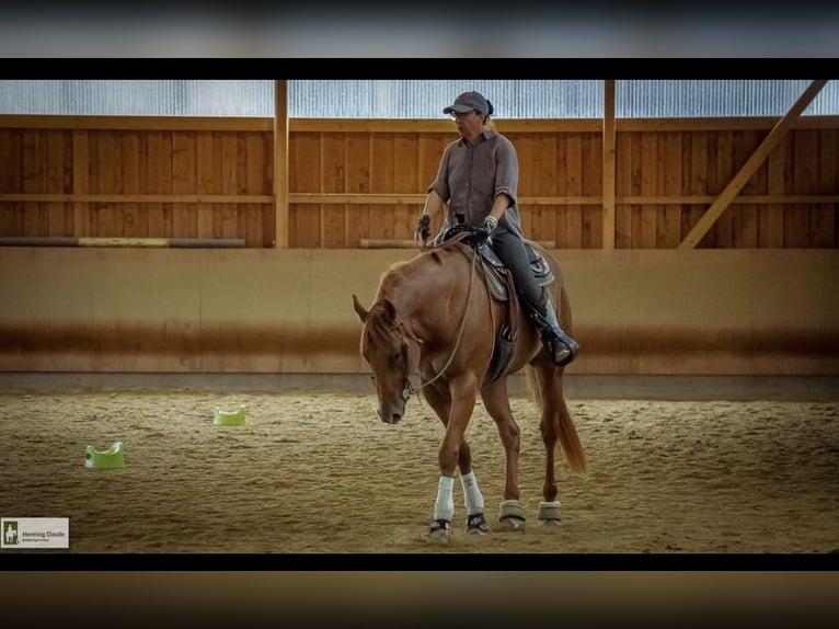 American Quarter Horse Gelding 8 years 16 hh Chestnut-Red in Grenzach-Wyhlen