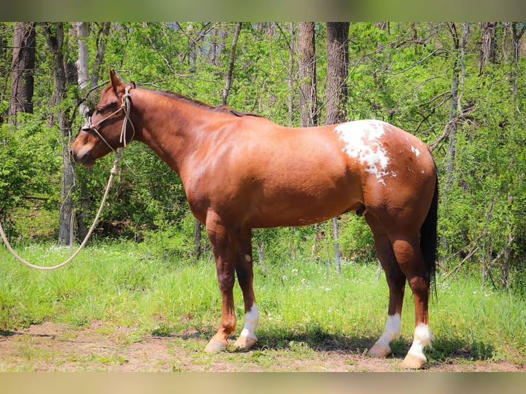 American Quarter Horse Gelding 8 years 16 hh Chestnut in Hillsboro KY