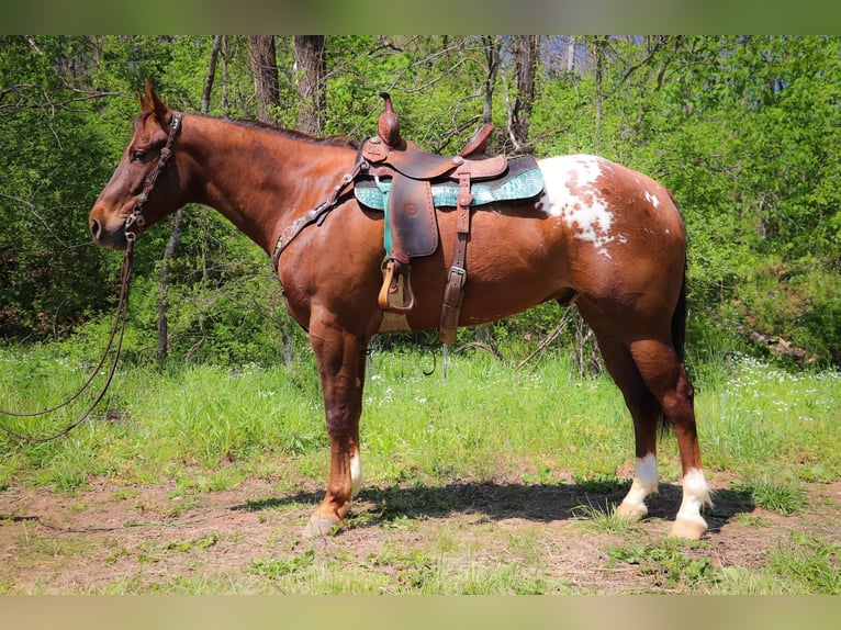 American Quarter Horse Gelding 8 years 16 hh Chestnut in Hillsboro KY